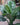 Peace Lily 'Sensation'