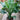 Peace Lily 'Sensation'