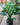 Peace Lily 'Sensation'