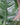 Peace Lily 'Sensation'