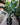 Peace Lily 'Sensation'