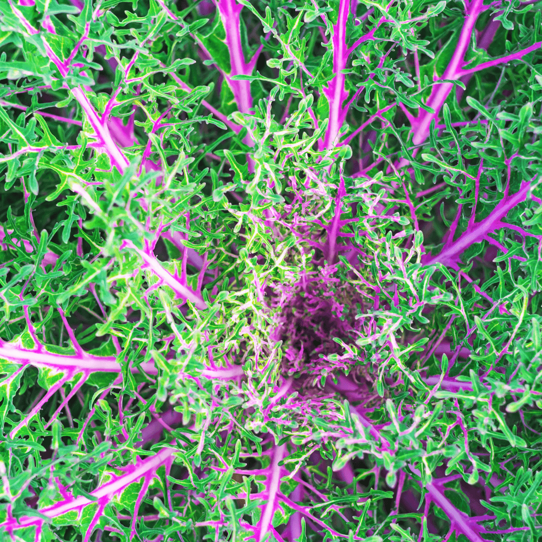 Ornamental Peacock Kale