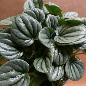 Peperomia Frost Small