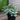 Peperomia 'Little Tuscany'