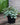 Peperomia 'Little Tuscany'