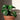 Peperomia Raindrop