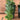 Peperomia rotundifolia 'Hope' (Trailing) 3