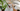 Pet Friendly Indoor Plant Header