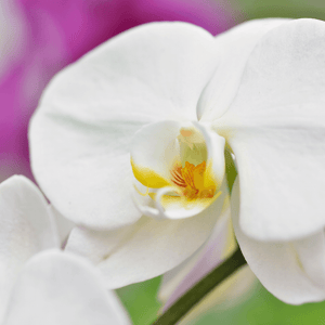 Phalaenopsis (Orchids)