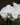 Phalaenopsis Orchid (Moth Orchid)