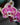 Phalaenopsis Orchid (Moth Orchid)