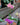 Phalaenopsis Orchid (Moth Orchid)