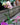 Phalaenopsis Orchid (Moth Orchid)