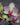 Phalaenopsis Orchid (Moth Orchid)