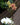 Phalaenopsis Orchid (Moth Orchid)