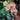 Phalaenopsis Orchid (Moth Orchid)