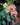 Phalaenopsis Orchid (Moth Orchid)