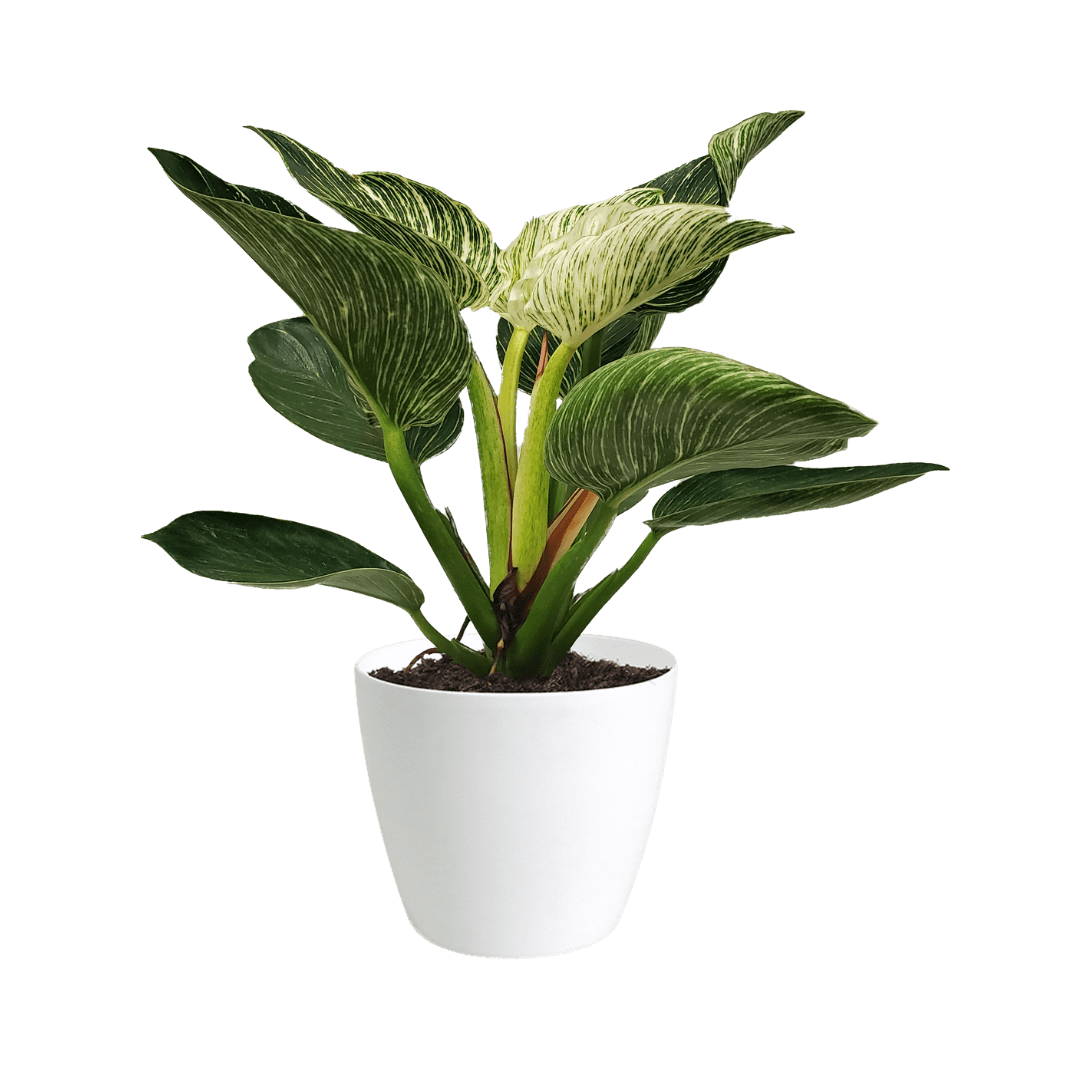 Philodendron Birkin Small