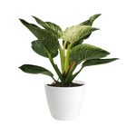 Philodendron Birkin Small