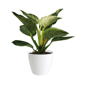 Philodendron Birkin Small