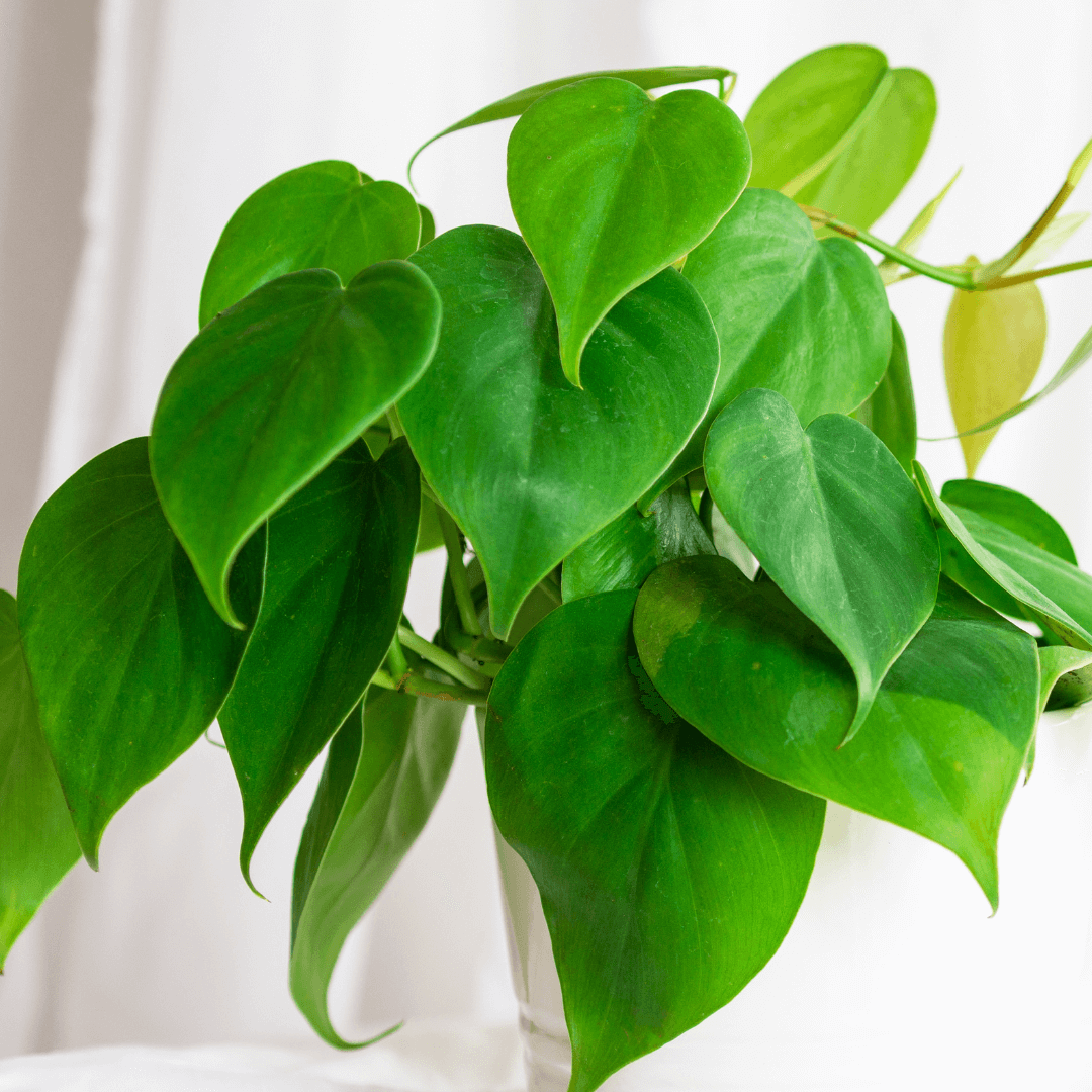 Philodendron Cordatum Small