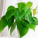 Philodendron Cordatum Small