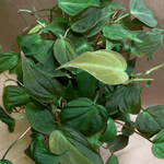 Philodendron Micans