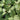 Philodendron Birkin