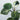 Philodendron Birkin