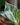 Philodendron 'Birkin'