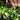 Philodendron 'Brasil'