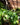 Philodendron 'Brasil'