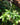 Philodendron 'Brasil'