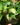Philodendron 'Brasil'