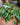 Philodendron 'Brasil'