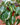 Philodendron 'Brasil'