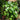 Philodendron Cordatum