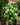 Philodendron Cordatum