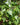 Philodendron Cordatum