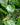 Philodendron Cordatum