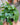 Philodendron Cordatum