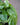 Philodendron Cordatum