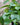 Philodendron Cordatum