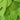 Philodendron Cordatum Lemon Lime