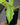 Philodendron 'Golden Crocodile'