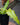 Philodendron 'Golden Crocodile'