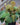 Philodendron 'Micans'