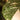 Philodendron Monstera Thai Constellation