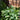 Philodendron 'Silver Stripe'