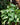 Philodendron 'Silver Stripe'